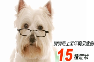 狗狗患老年癡呆的15種症狀