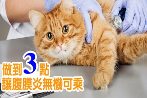 怎麼預防貓貓腹膜炎？