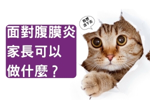 怎麼預防貓貓腹膜炎？|關於貓腹膜炎家長能夠做什麼