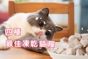 4種最佳凍乾貓糧 - 貓貓健康飲食好推介 