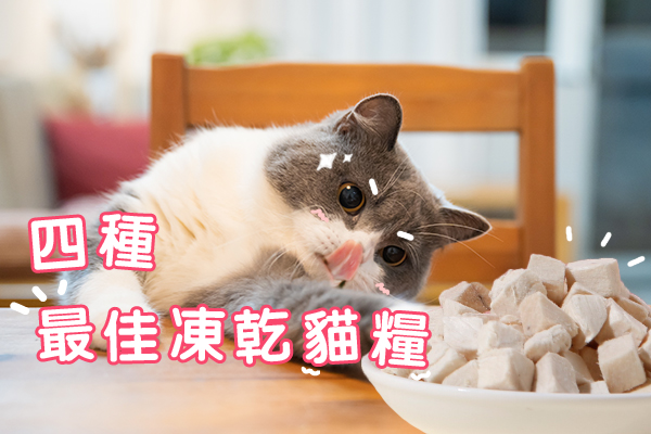 4種最佳凍乾貓糧 - 貓貓健康飲食好推介 