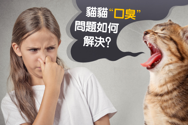 口腔潰爛|牙齒污糟造成貓貓口臭？
